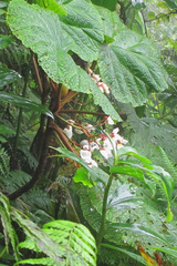 Image of Begonia baccata