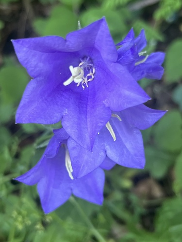 Peach-leaved Bellflower
