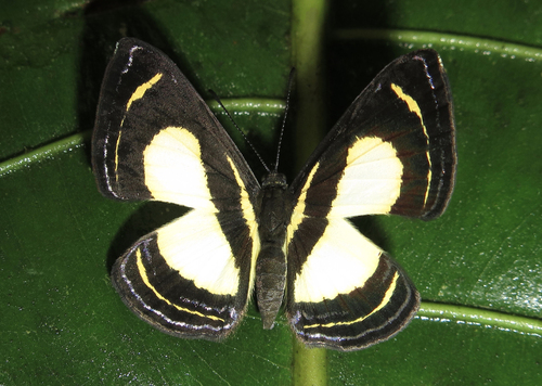Baeotis bacaenis