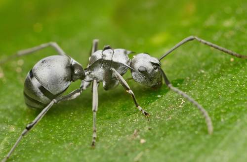Militaris-group Spiny Sugar Ants
