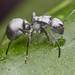 Silver Spiny Sugar Ant - Photo (c) Philip Herbst, all rights reserved, uploaded by Philip Herbst