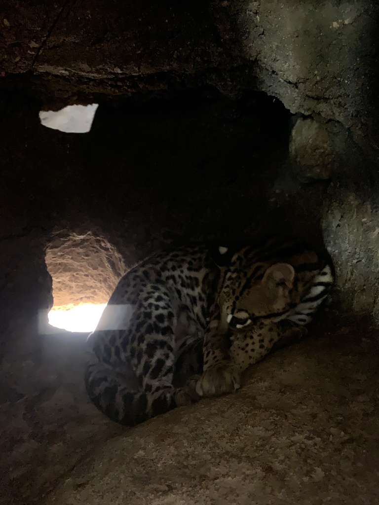 Ocelot in September 2019 by North Break · iNaturalist