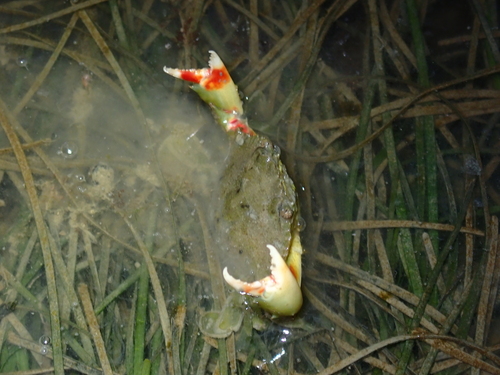 green mud crab