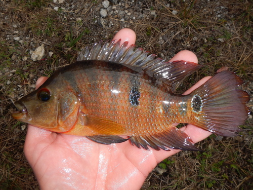 Mayan Cichlid
