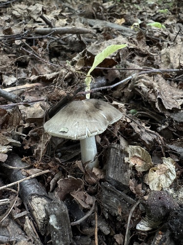 Наблюдение на iNaturalist