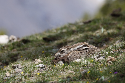 Woolly Hare