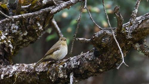 Slaty-backed Flycatcher