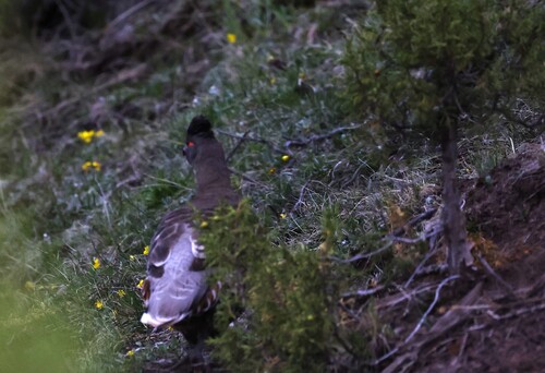 Buff-throated Monal-Partridge