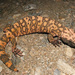 Banded Gila Monster - Photo (c) Tony Gerard, all rights reserved, uploaded by Tony Gerard