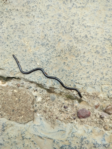 Brahminy Blindsnake