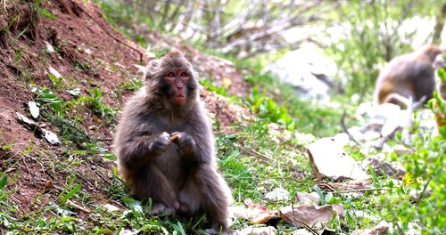 Rhesus Macaque