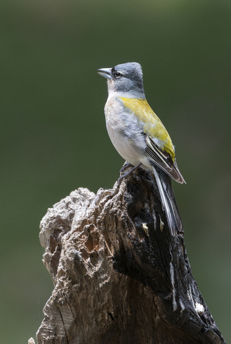 African Chaffinch