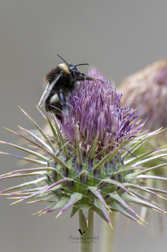 Bombus terrestris africanus