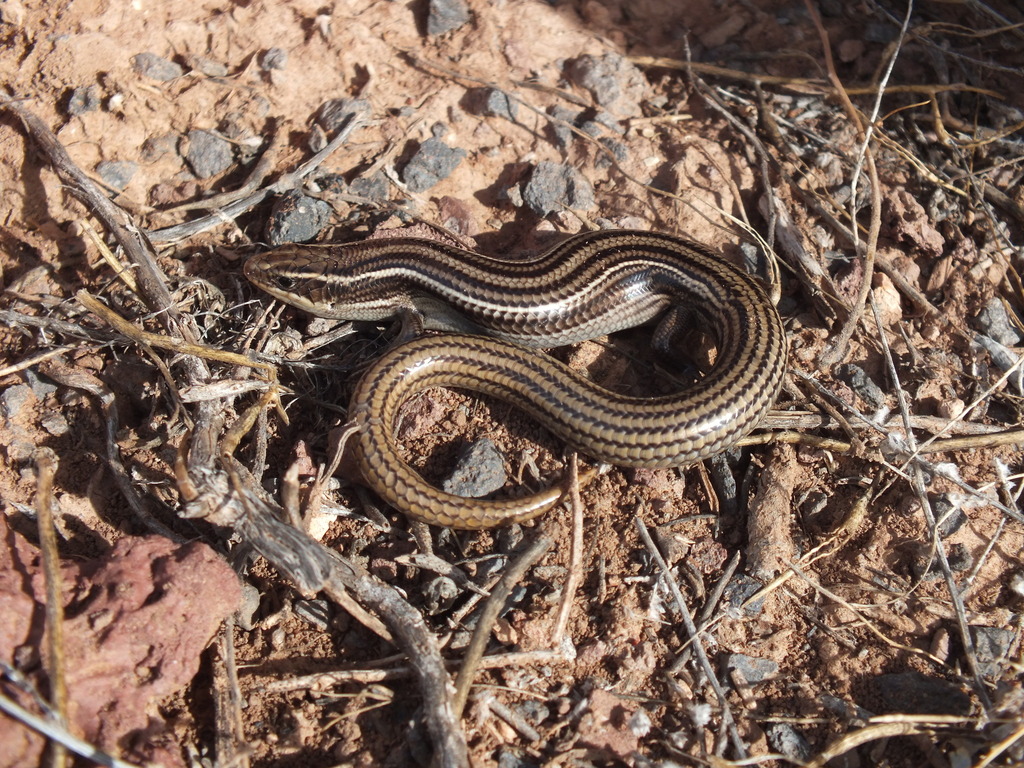 Many-lined Skink (Plestiodon multivirgatus)