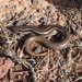 Many-lined Skink - Photo (c) Tony Gerard, all rights reserved, uploaded by Tony Gerard