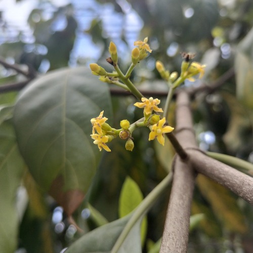 Yellow benkara (Benkara griffithii)