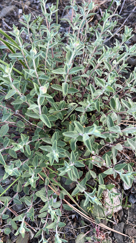 Mountain Coyote Mint foliage