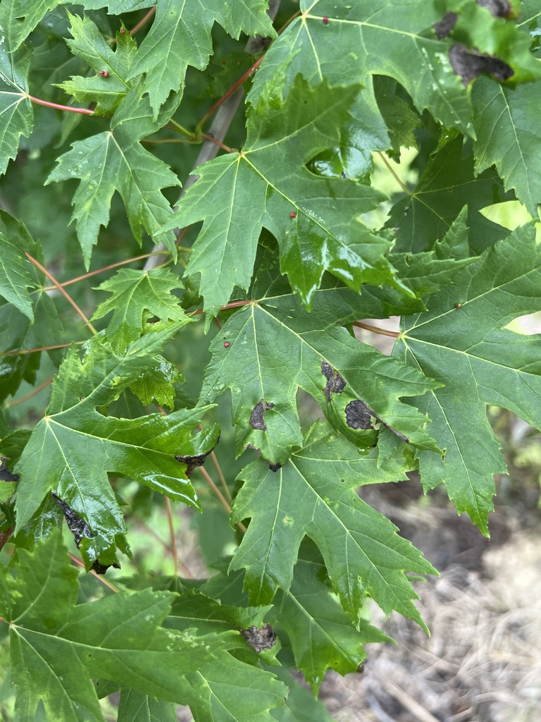 silver maple from Fennel Dr, Pittsboro, IN, US on June 13, 2025 at 12: ...