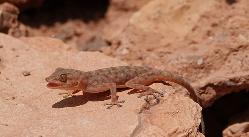 Algerian Fan-fingered Gecko