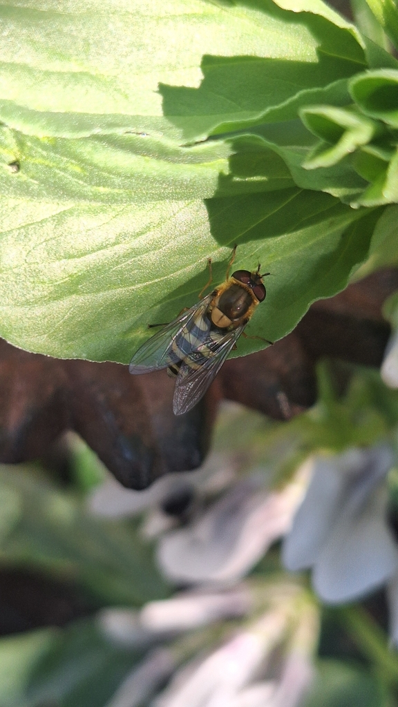 Common Flower Fly