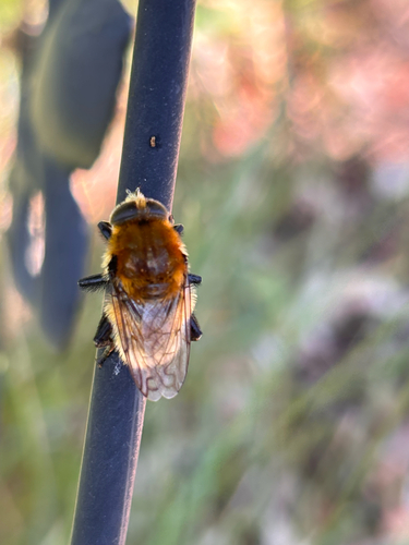 Unknown species found near Idaho, US