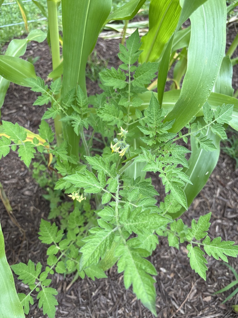 Solanum lycopersicum