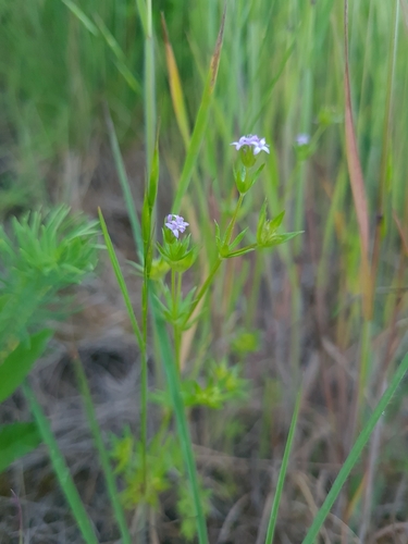 Field madder