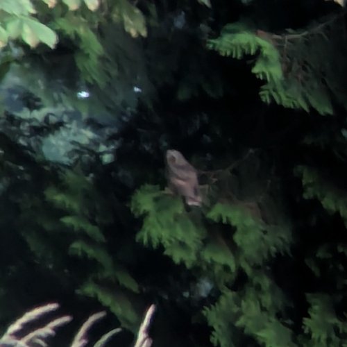 View observation of {o.common_name} on iNaturalist