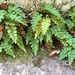 Western Polypody - Photo (c) Steve McKee, all rights reserved, uploaded by Steve McKee