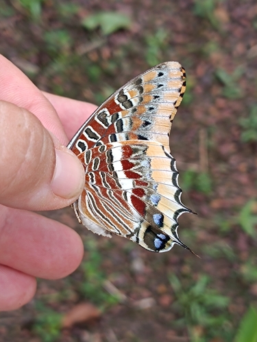 Cream-bordered Charaxes