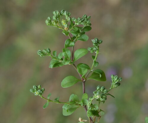 fourleaf manyseed