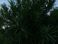 Image of Sapium haematospermum