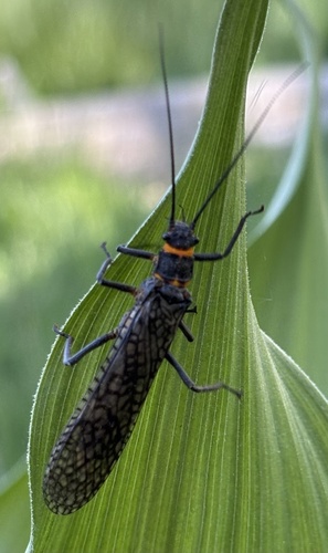 iNaturalist observation photo of California Giant Stonefly