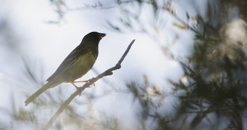 Yellow-breasted Bunting