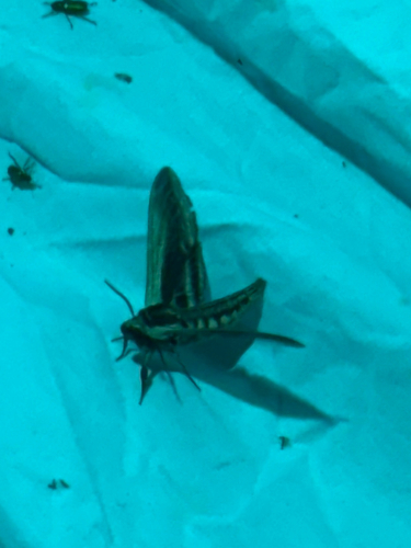 iNaturalist observation photo of Sphinx