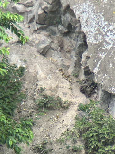 View observation of {o.common_name} on iNaturalist