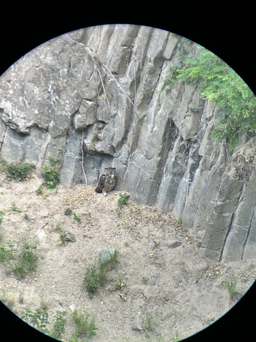 View observation of {o.common_name} on iNaturalist