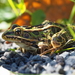 Northern Leopard Frog - Photo (c) kmelville, all rights reserved, uploaded by kmelville