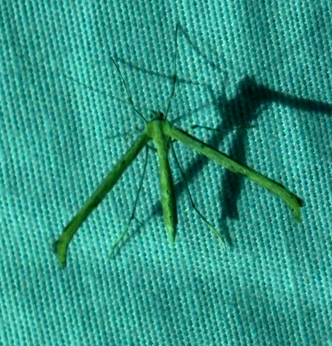 iNaturalist observation photo of Emmelina