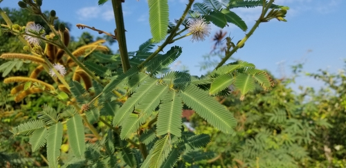 Giant Sensitive Plant