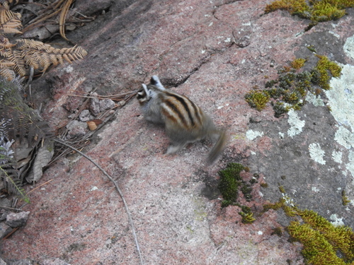 Durango Chipmunk