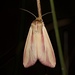 Pink Streak Moth - Photo (c) Kyran Leeker, all rights reserved, uploaded by Kyran Leeker