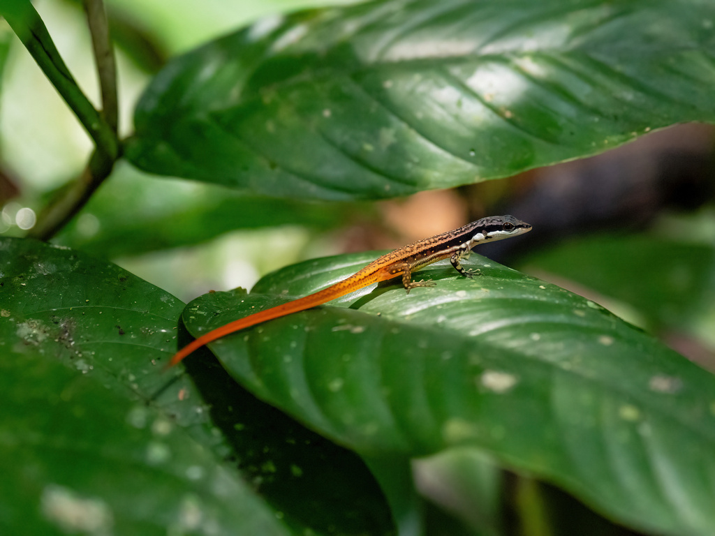 Amazonian Lizards, 2025: really pretty lizards · iNaturalist
