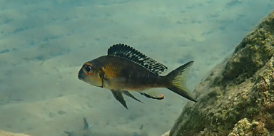 Callochromis macrops photo
