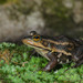 Carpenter Frog - Photo (c) Don Filipiak, all rights reserved, uploaded by Don Filipiak