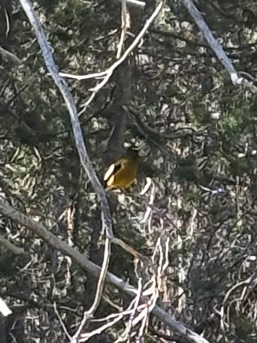iNaturalist observation photo of Evening Grosbeak