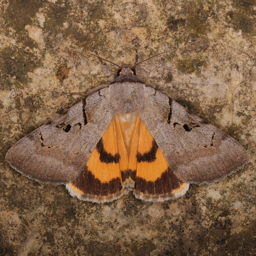 Catocala abbreviatella Grote, 1872