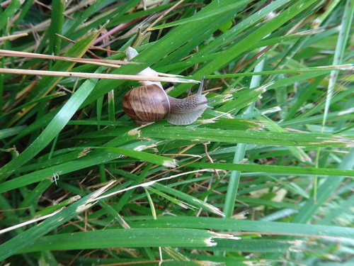Helix pomatia