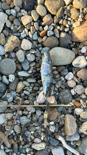 Threespine Stickleback