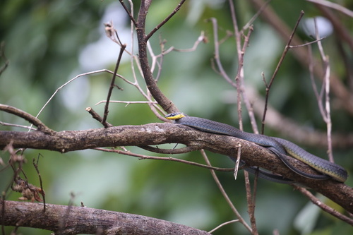 Common Tree Snake sighting